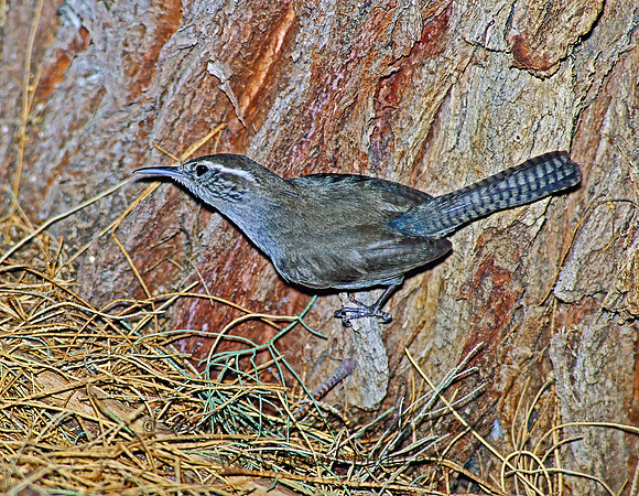 Thyromanes bewickii  BEWICK'S WREN 108236z