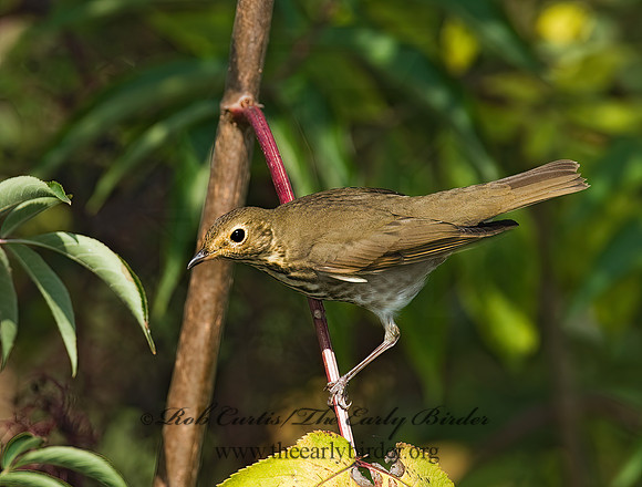 Catharus ustulatus  SWAINSON'S THRUSH 8018023z