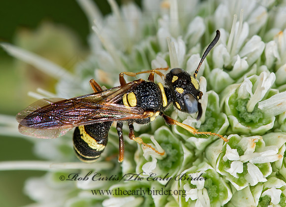 Philanthus gibbosus  BEEWOLF WASP 9003101z