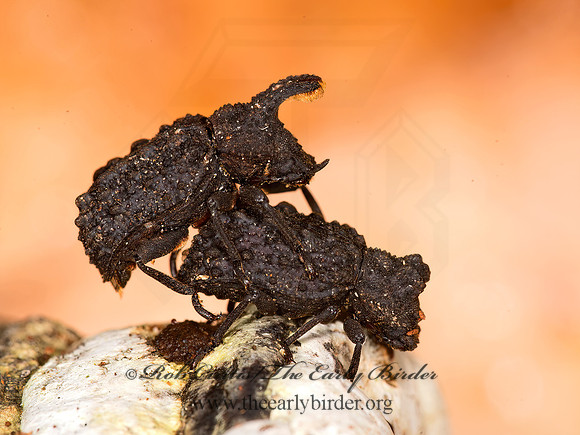 Bolitotherus cornutus  FORKED FUNGUS BEETLE 9032620z