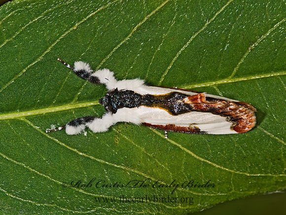 Eudryas unio PEARLY-WOOD NYMPH 8008107z