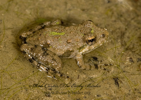 Acris crepitans - Northern Cricket Frog 8016391 z