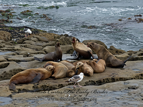 Zalophus californianus  CALIFORNIA SEA LION 9055555z