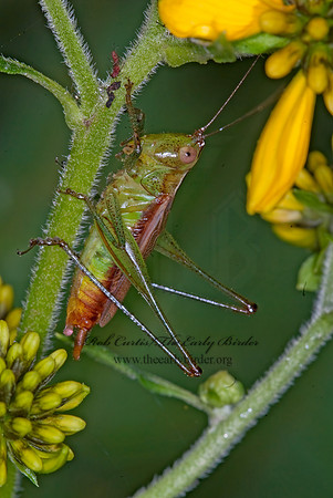 Conocephalus brevipennis  SHORT-WINGED MEADOW GRASSHOPPER  6014781z