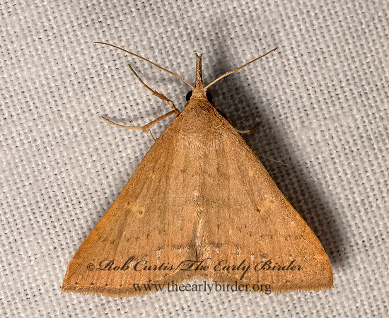 Renia fraternalis-salusalis  LITTER MOTH 3028589z