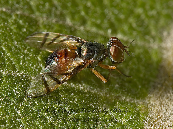 Rivellia micans  SIGNAL FLY~ 5015047z