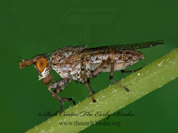 Dictya MARSH FLY 6011005z