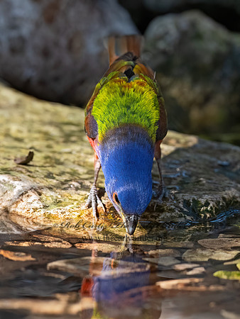 Passerina ciris  PAINTED BUNTING 3040989z