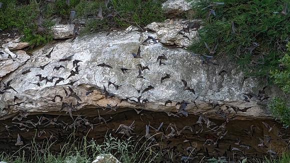 Tadarida brasiliensis  MEXICAN FREE-TAILED BAT 3039119-z