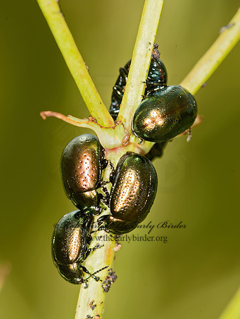 Chrysolina (Hypericia) hyperici  ST. JOHNSWORT BEETLE 9032669z