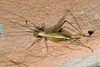 Oecanthus californicus pictipennis  WESTERN TREE CRICKET 6024341z
