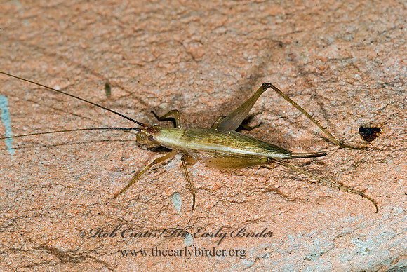 Oecanthus californicus pictipennis  WESTERN TREE CRICKET 6024341z