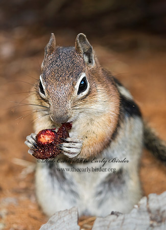 Callospermophilus lateralis  GOLDEN MANTLED SQUIRREL 7011009z