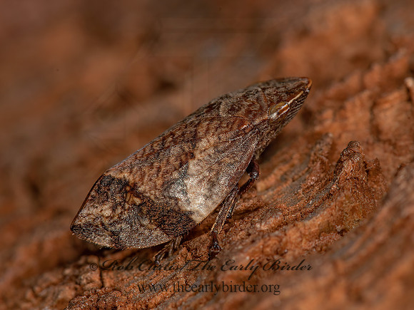 Lepyronia quadrangularis  DIAMONDBACK SPITTLEBUG 3014936z