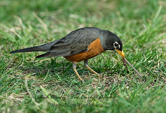 Turdus migratorius  AMERICAN ROBIN 6021834z