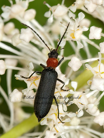 Ischnomera excavata  FALSE BLISTER BEETLE 8036851z