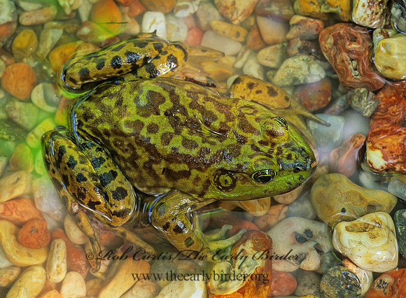 Lithobates catesbeianus  AMERICAN BULLFROG155722 z