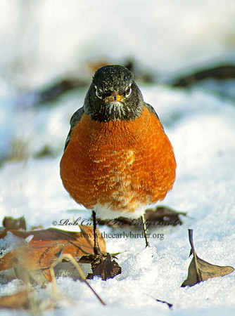 Turdus migratorius  AMERICAN ROBIN 66120z
