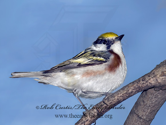 Setophaga pennsylvanica  CHESTNUT-SIDED WARBLER 6006426z