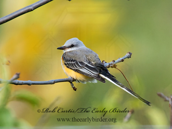 Tyrannus forficatus SCISSOR-TAILED FLYCATCHER 9006732z