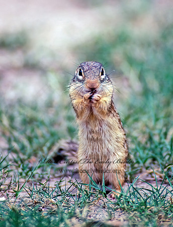 Ictidomys parvidens  RIO GRANDE GROUND SQUIRREL 50719z