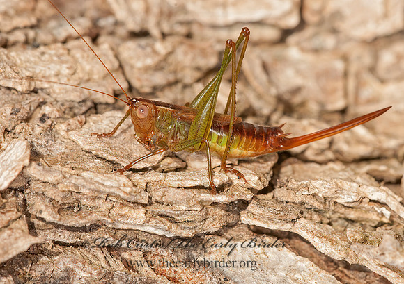 Conocephalus brevipennis  SHORT-WINGED MEADOW KATYDID 3015143z