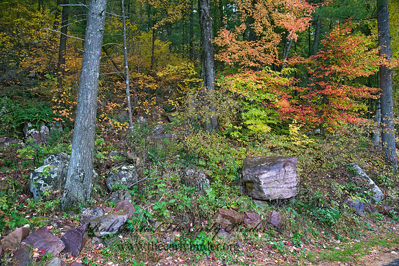 FALL COLORS  8019021z