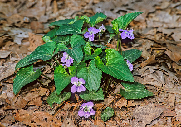 Viola affinis  LE CONTE'S VIOLET 280410z