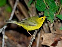 Cardellina pusilla WILSON'S WARBLER 6006439z