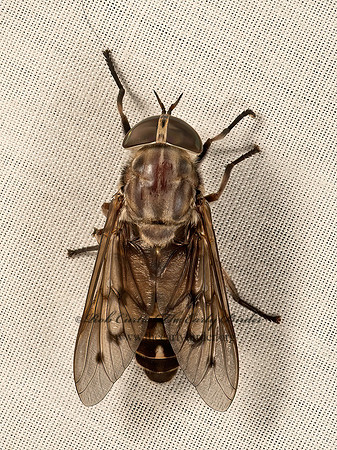 Tabanus sulcifrons  HORSE FLY 9051448z