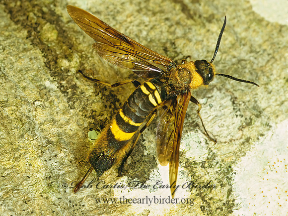 Eriotremex formosanus 168229z
