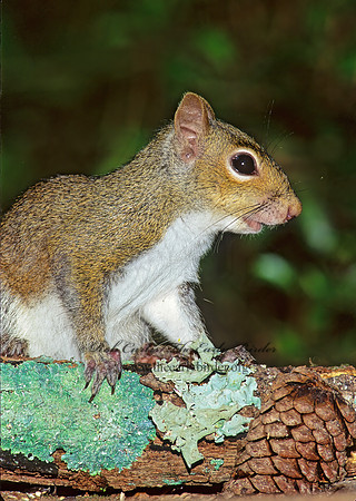 Tamiasciurus hudsonicus  AMERICAN RED SQUIRREL  172105z