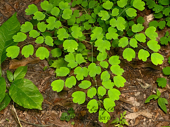 Thalictrum thalictroides  WOODLAND RUE 9079392z-