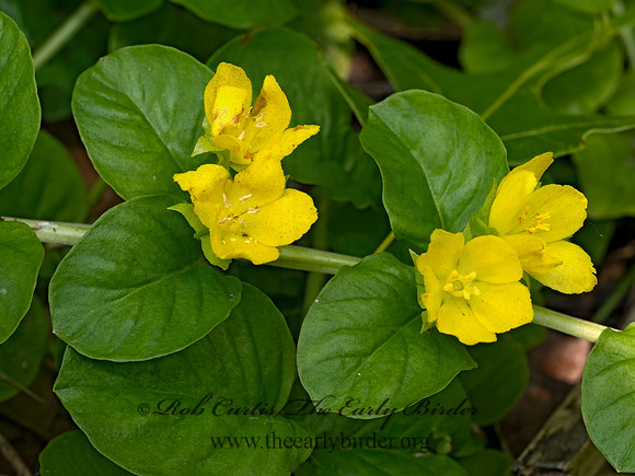 Lysimachia nummularia  MONEYWORT 9079282z