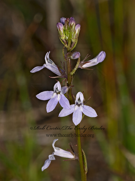Lobelia spicata  PALE SPIKED LOBELIA 9079566z