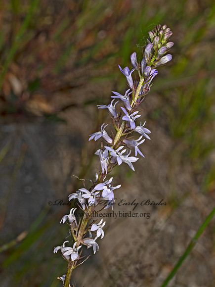 Lobelia spicata  PALE SPIKED LOBELIA 9079570z