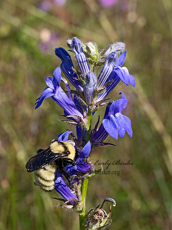 Lobelia siphilitica  GREAT BLUE LOBELIA 3042468z