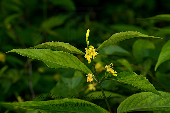 Diervilla lonicera  NORTHERN BUSH HONEYSUCKLE 9079266z