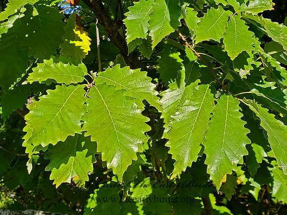 Quercus muehlenbergii  CHINQUAPIN OAK 2001773