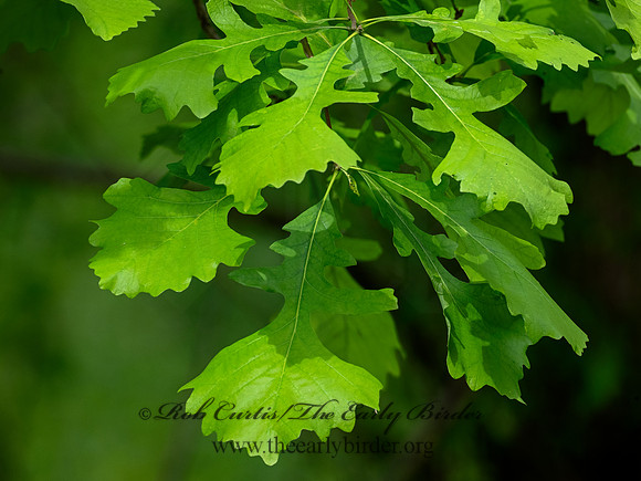 Quercus macrocarpa  BUR OAK 9077792-