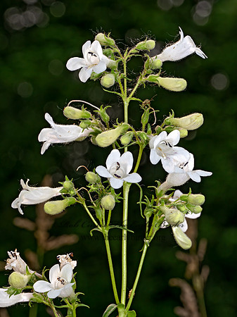 Penstemon digitalis  WHITE BEARDTONGUE 9078512z
