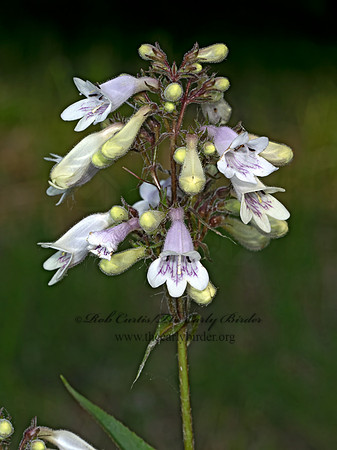 Penstemon digitalis  FOXGLOVE PENSTEMON 9079271z