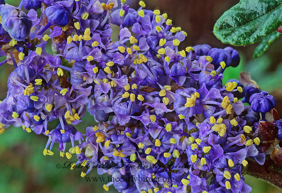 Ceanothus   AUTUMNAL BLUE 147432z