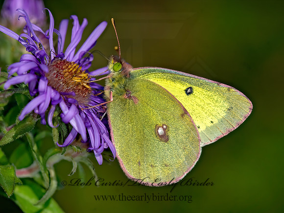 Colias philodice  CLOUDED SULPHUR 6015605z