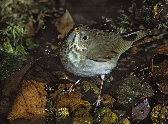 Catharus minimus  GRAY-CHEEKED THRUSH 190837z