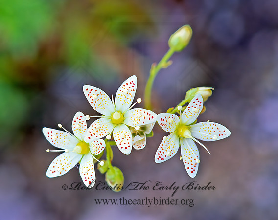 Saxifraga tricuspidata  3-TOOTHED SAXIFRAGE 243009z