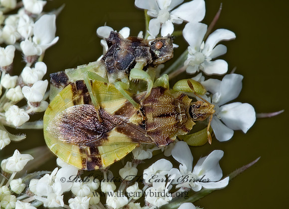 Phymata americana  AMBUSH BUG 5000633z