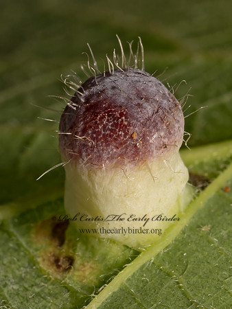 Pachypsylla celtidismamma  HACKBERRY NIPPLEGALL PYSLLID 9080327z