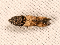 Walshia  COSMET MOTH 9081213z