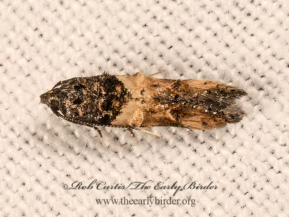 Walshia  COSMET MOTH 9081213z